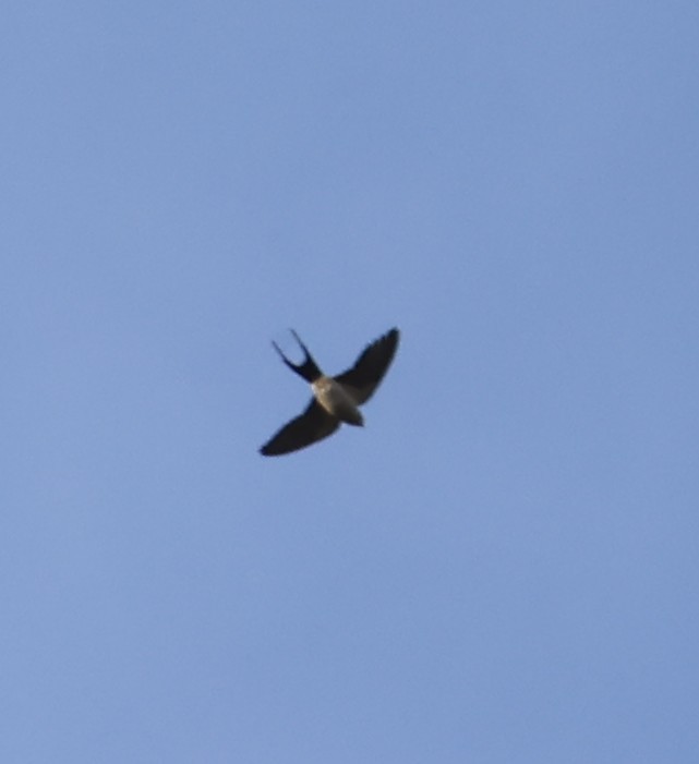 Eastern Red-rumped Swallow - ML645987400