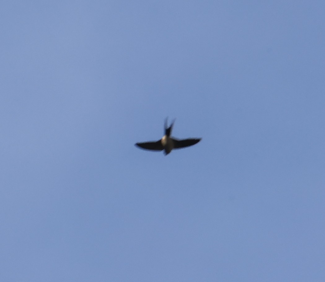 Eastern Red-rumped Swallow - ML645987401