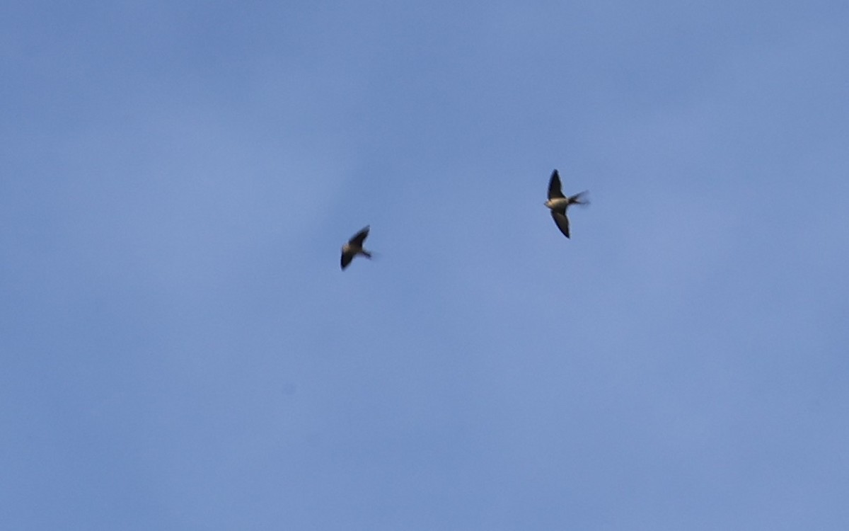 Eastern Red-rumped Swallow - ML645987402