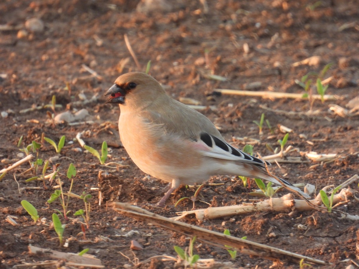 Буланый вьюрок - ML645987404