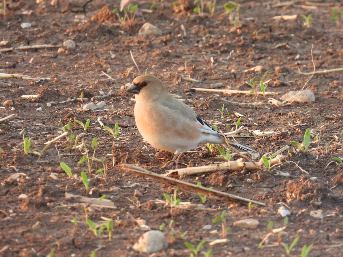 Буланый вьюрок - ML645987405
