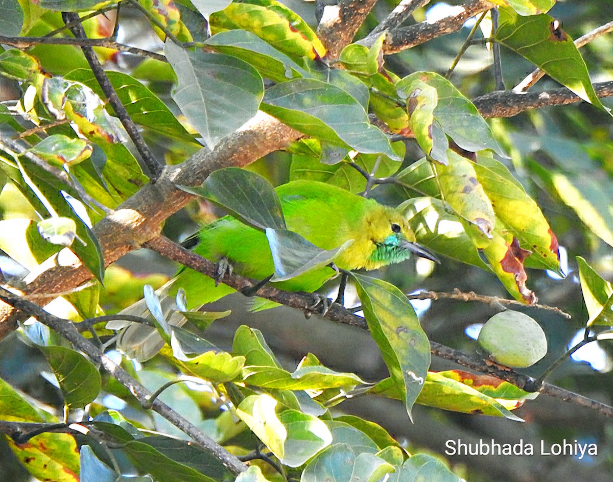 Verdin de Jerdon - ML645987409