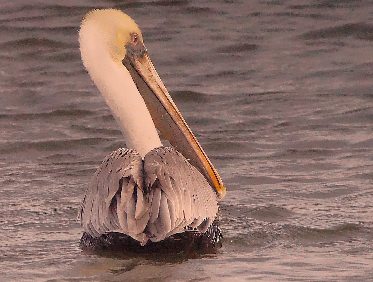 Brown Pelican - ML645987410