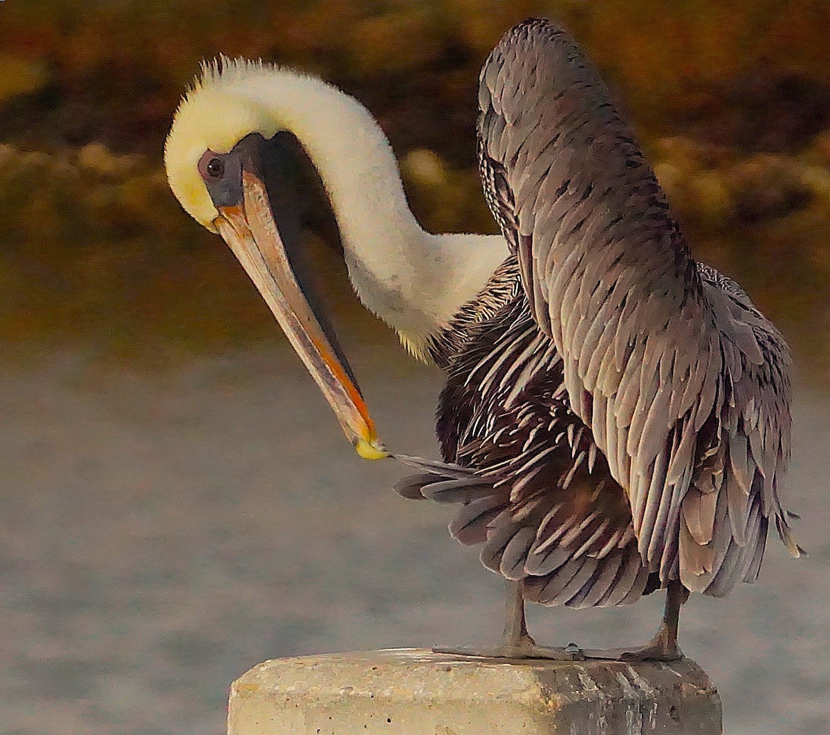 Brown Pelican - ML645987411