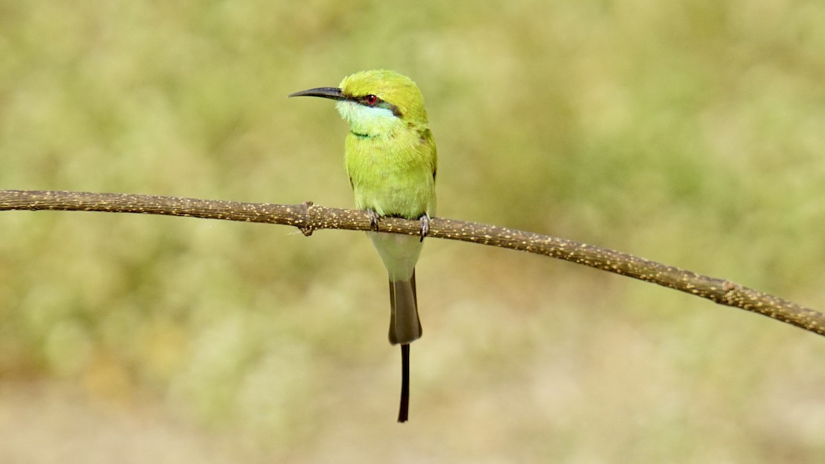 Asian Green Bee-eater - ML645987416