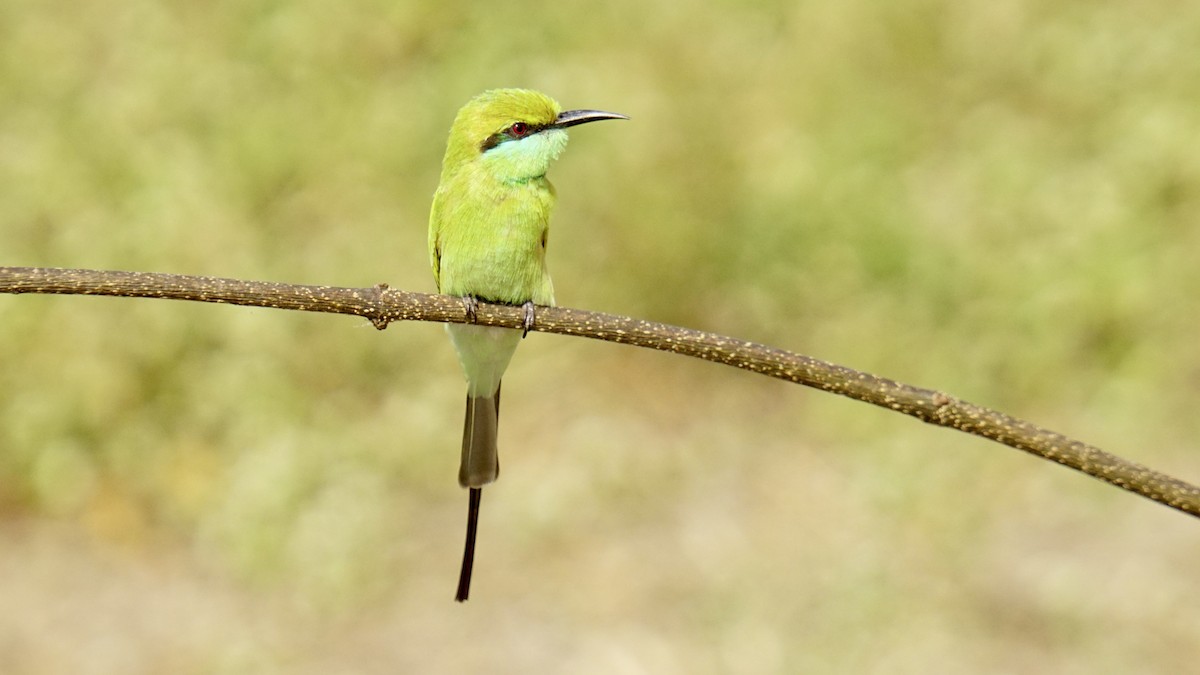 Asian Green Bee-eater - ML645987417