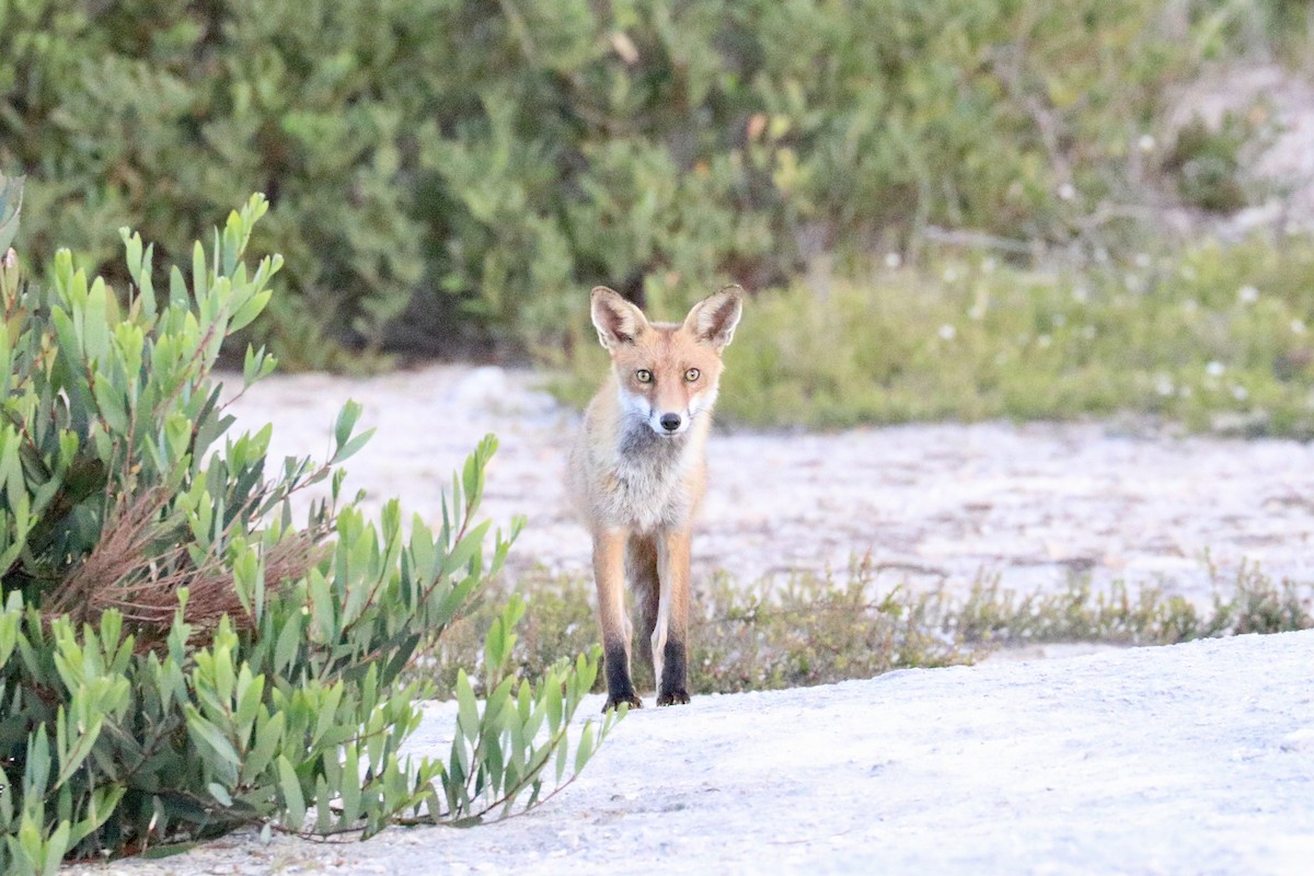 Red Fox - ML645987423