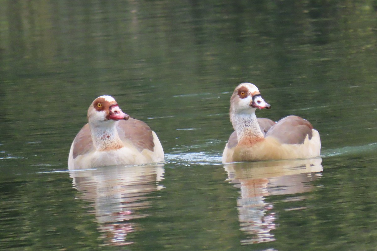 Egyptian Goose - ML645987424
