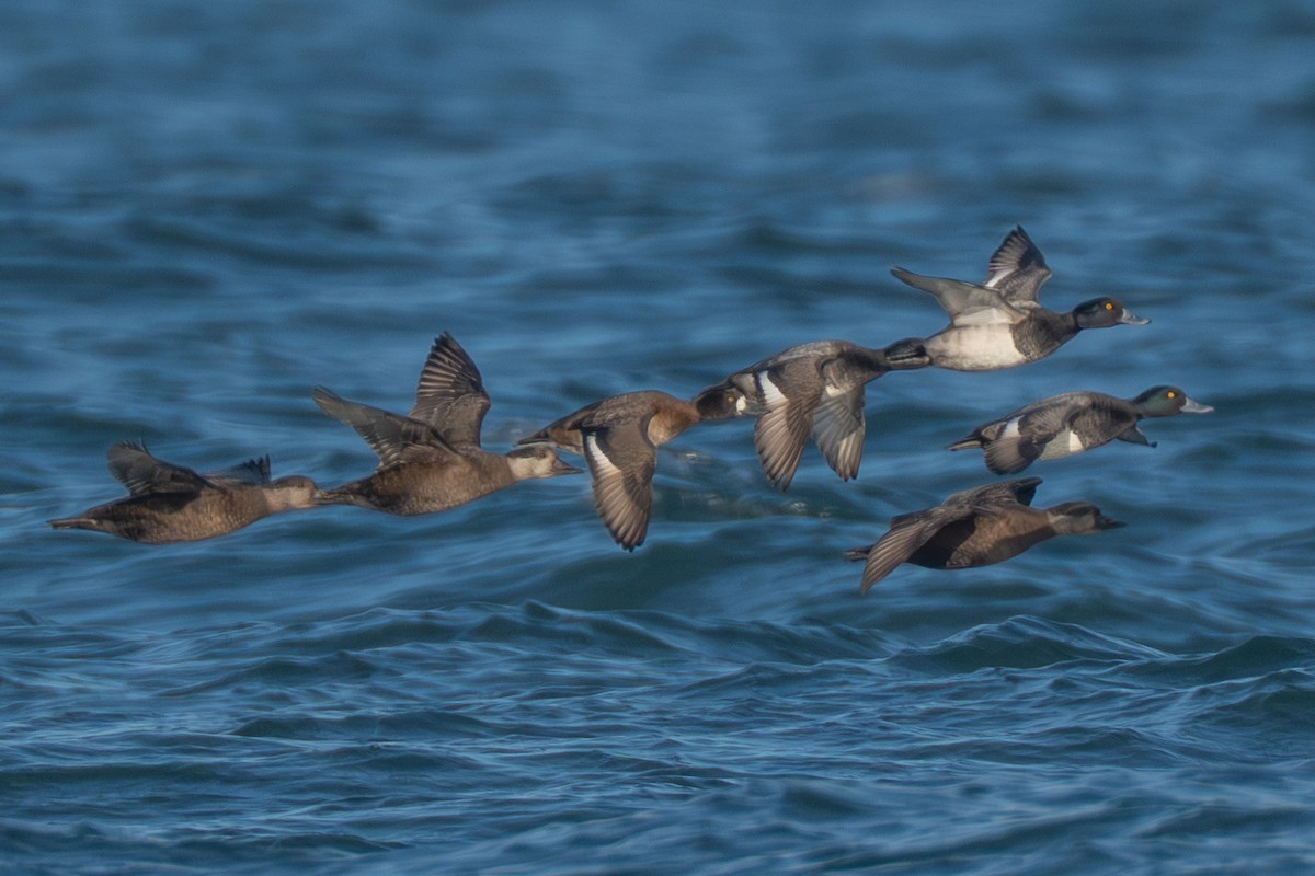 Black Scoter - ML645987426