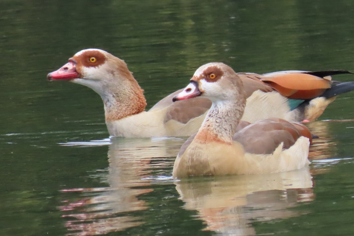 Egyptian Goose - ML645987428
