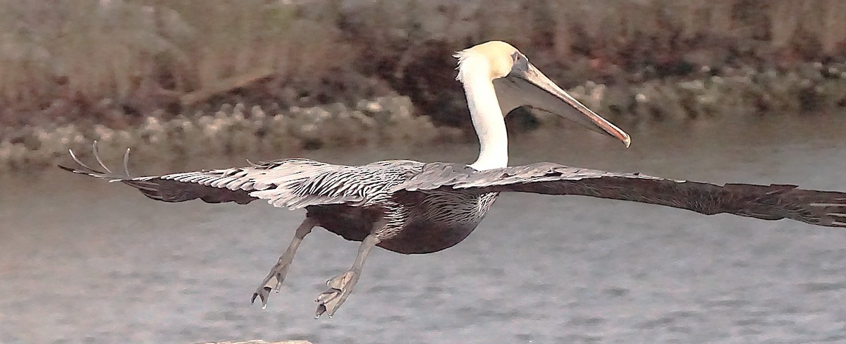 Brown Pelican - ML645987429