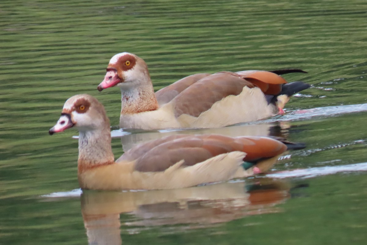 Egyptian Goose - ML645987430