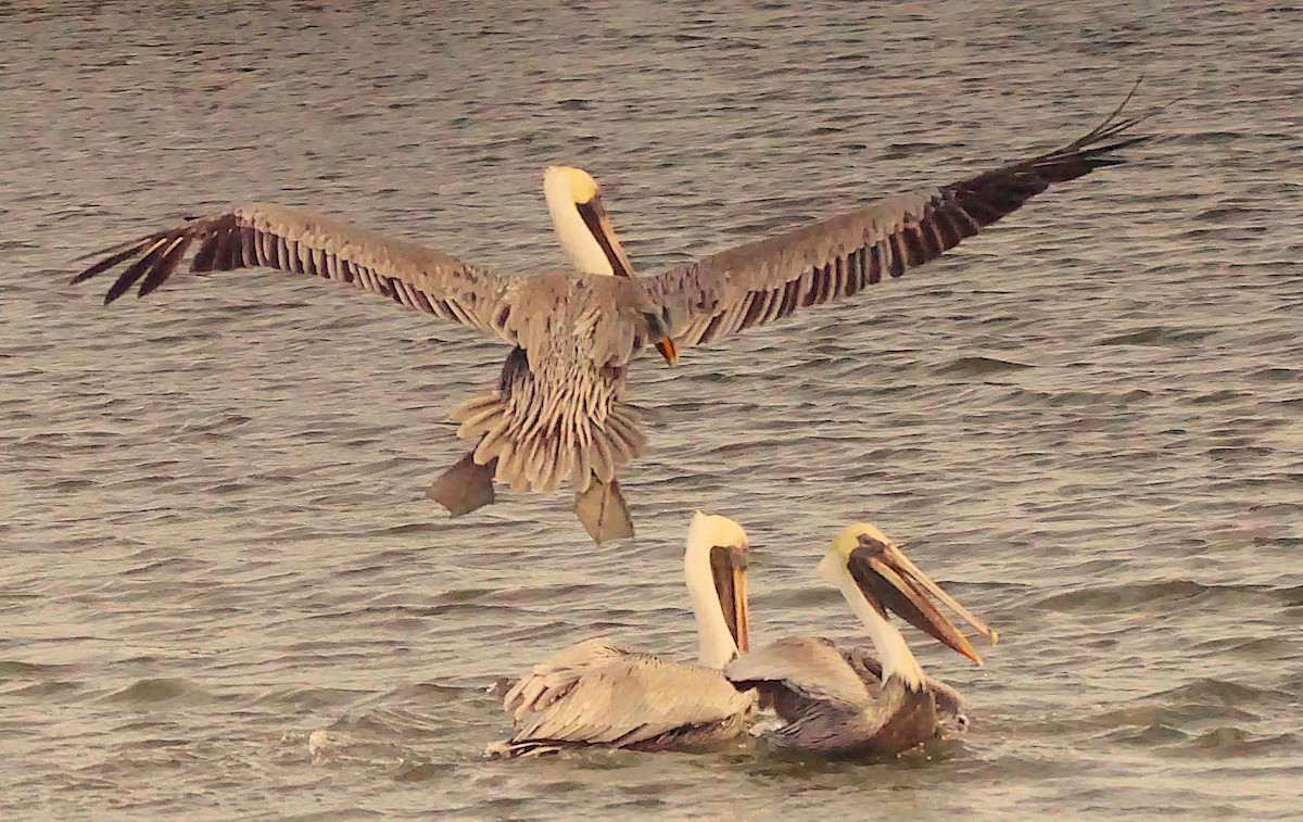 Brown Pelican - ML645987434