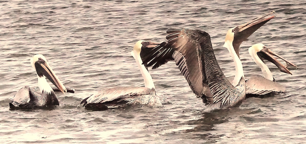 Brown Pelican - ML645987438
