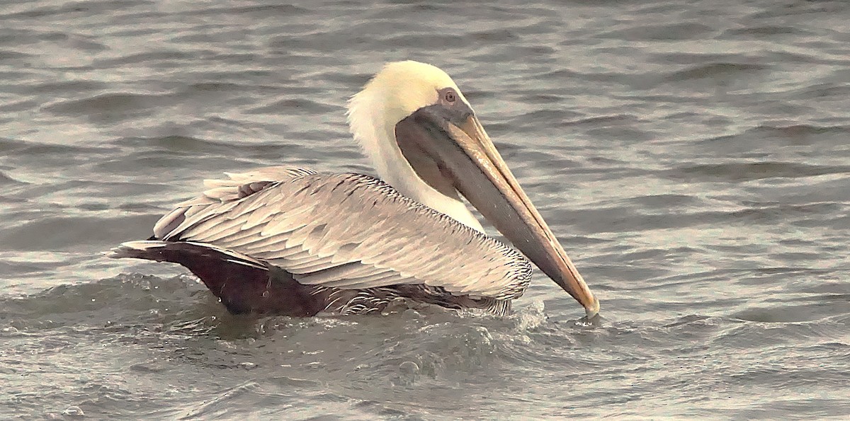 Brown Pelican - ML645987449