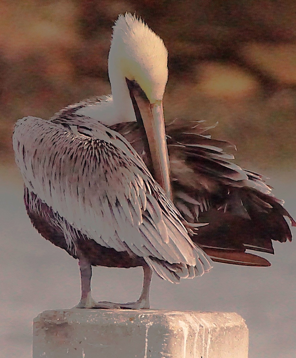 Brown Pelican - ML645987450