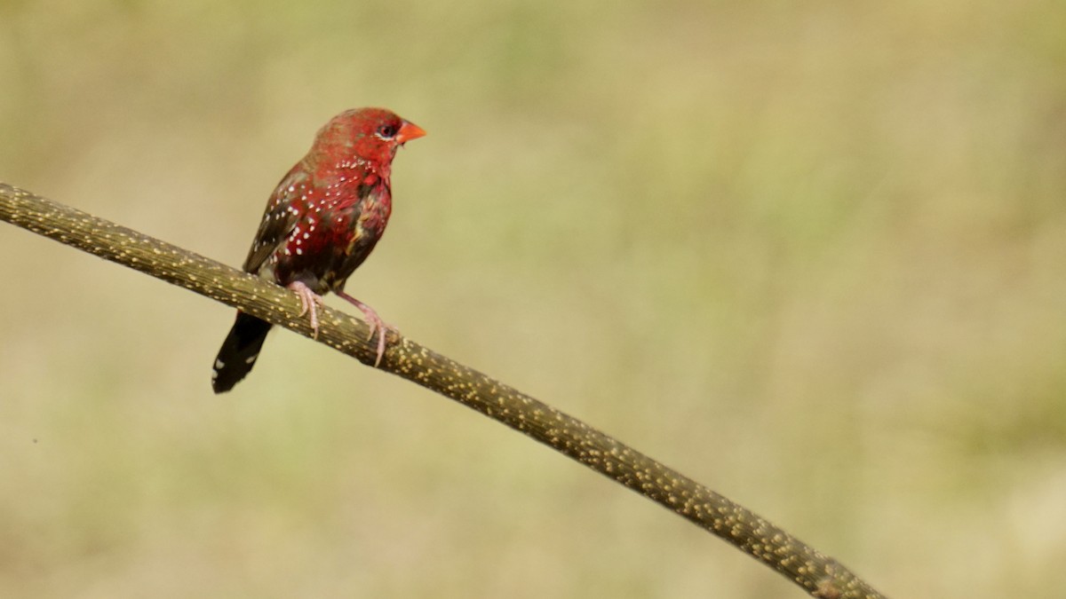 Bengalino comune - ML645987451