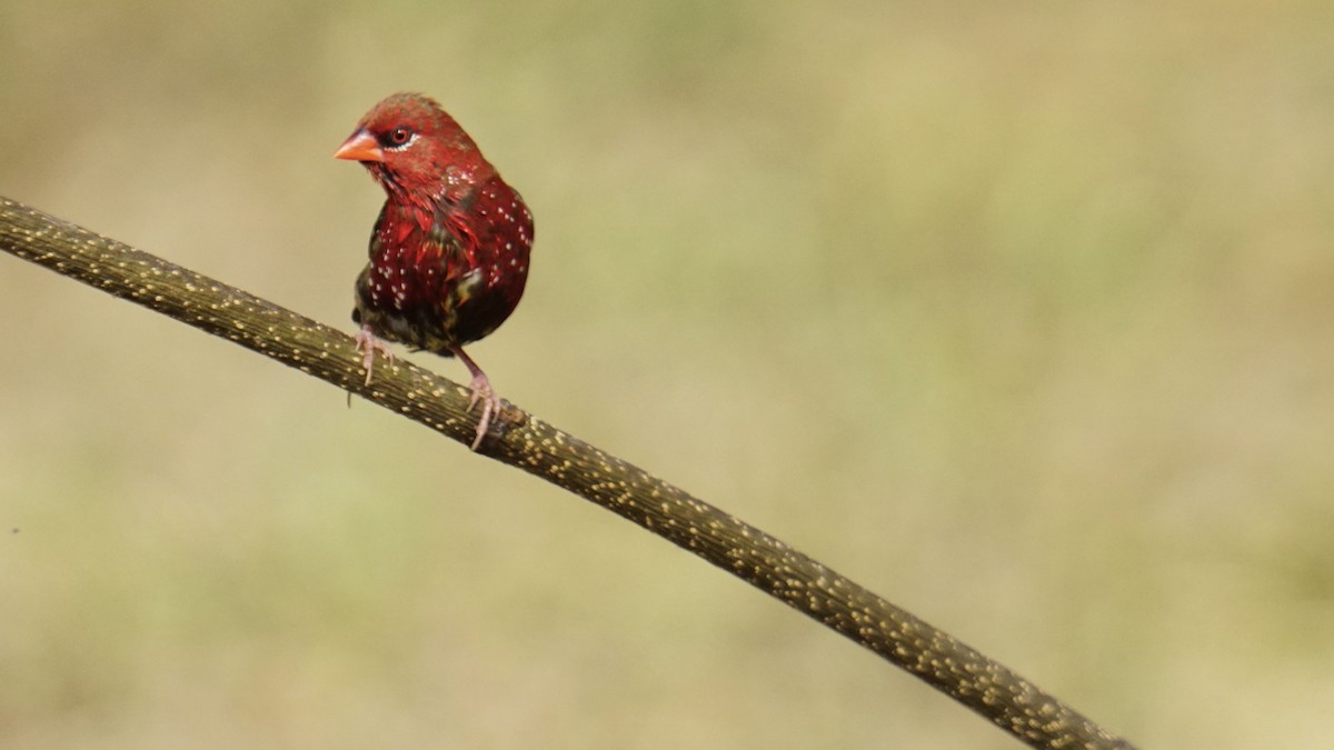 Bengalino comune - ML645987452