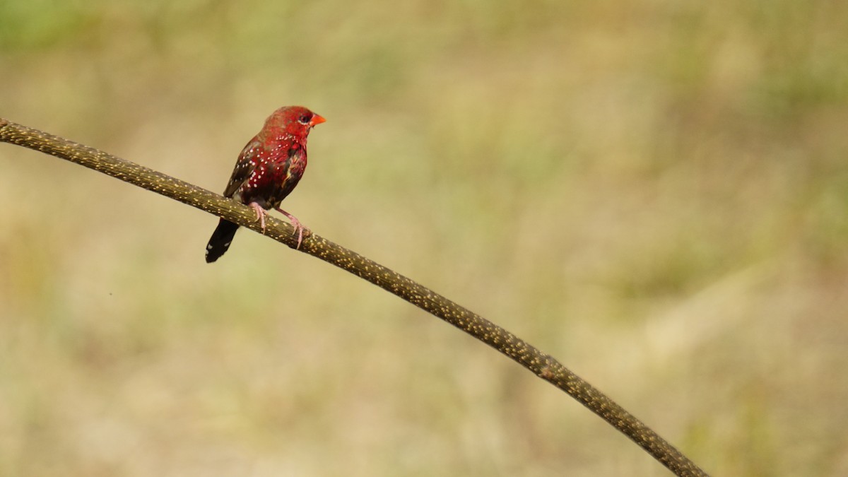 Bengalino comune - ML645987453