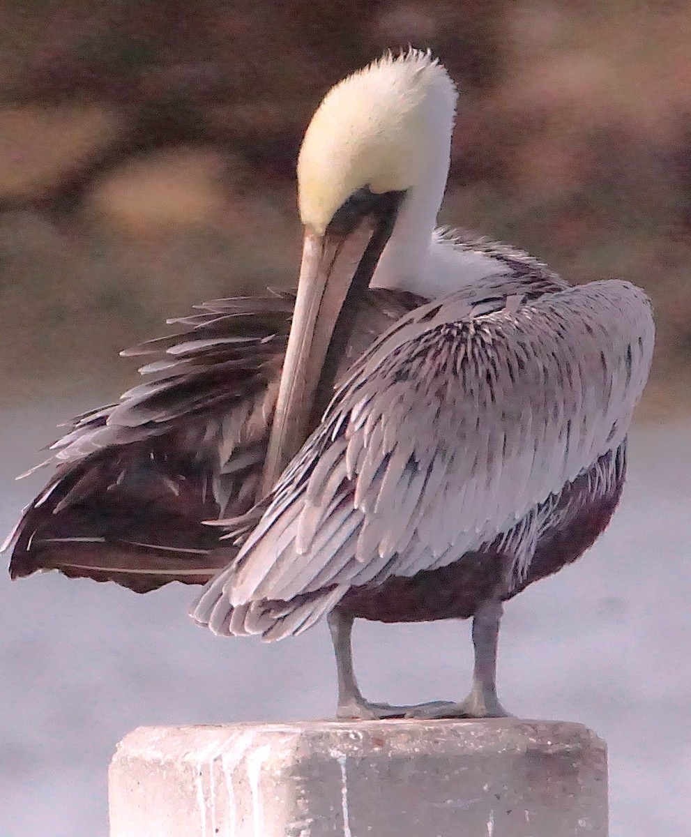 Brown Pelican - ML645987454