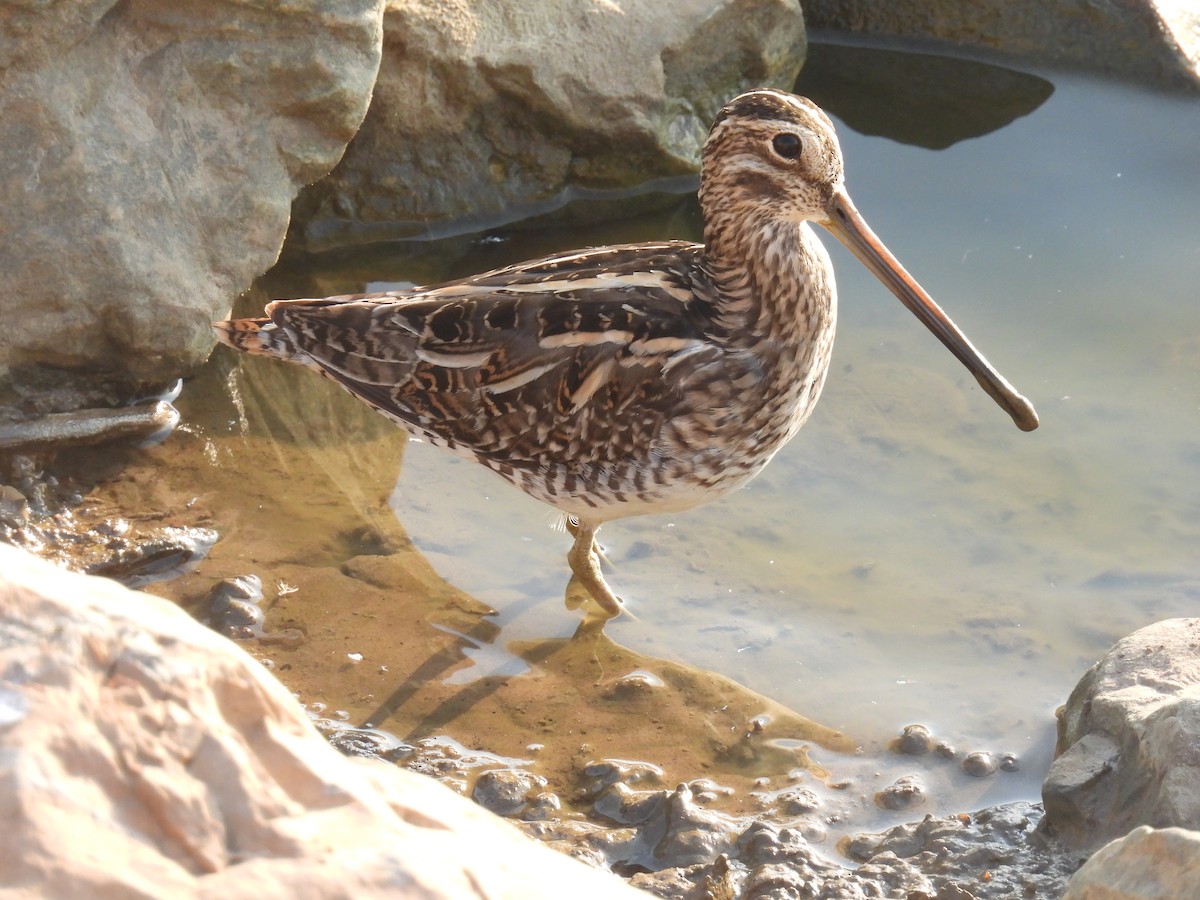 חרטומית ביצות - ML645987455