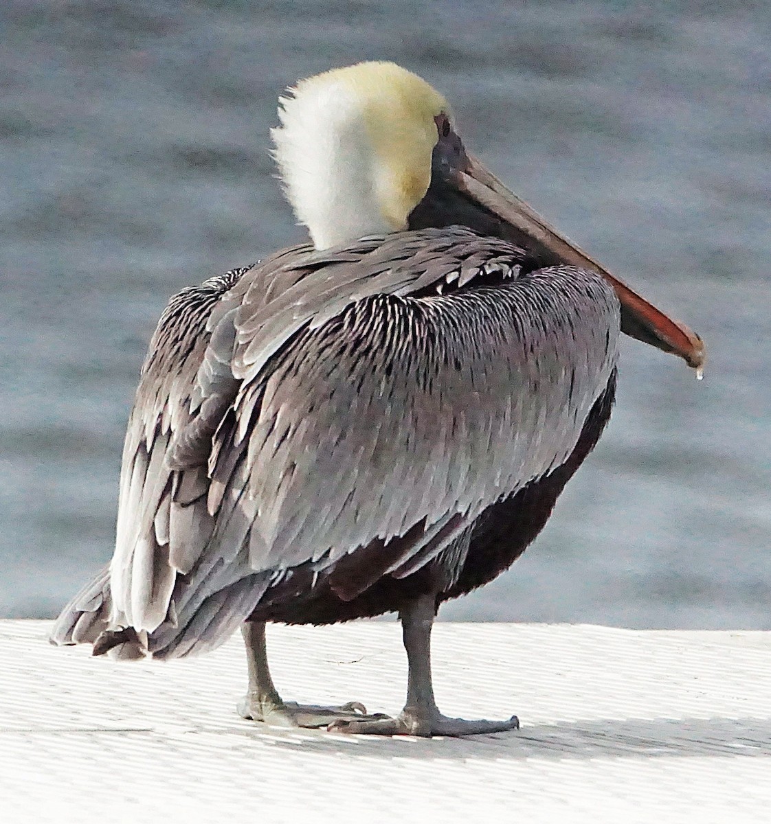 Brown Pelican - ML645987457