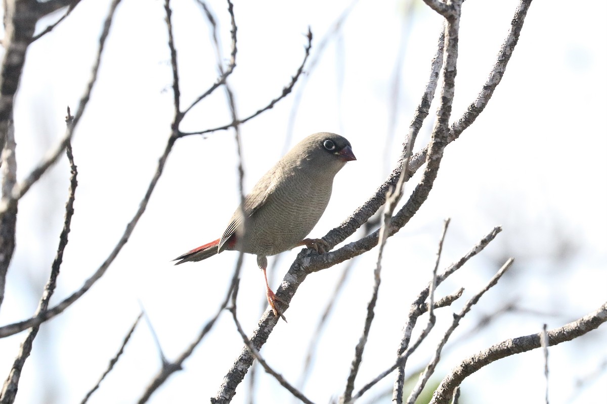 Beautiful Firetail - ML645987460