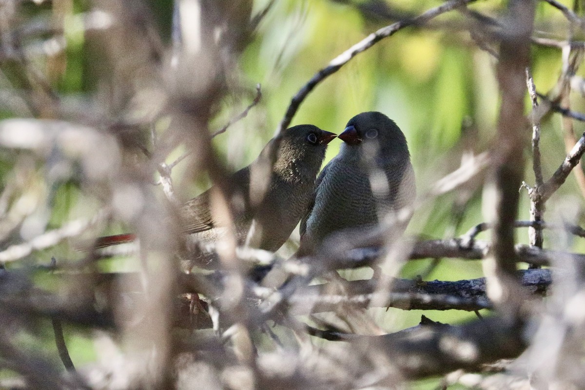 Beautiful Firetail - ML645987461