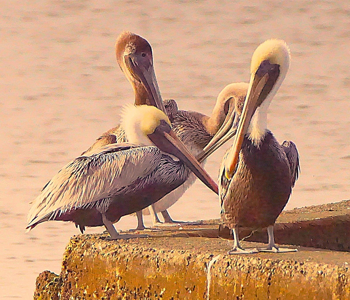 Brown Pelican - ML645987462