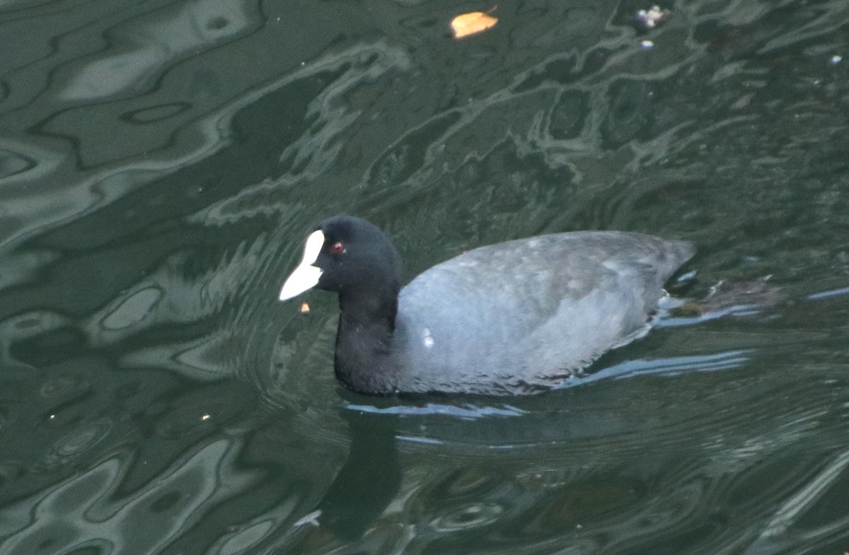 sothøne - ML645987463