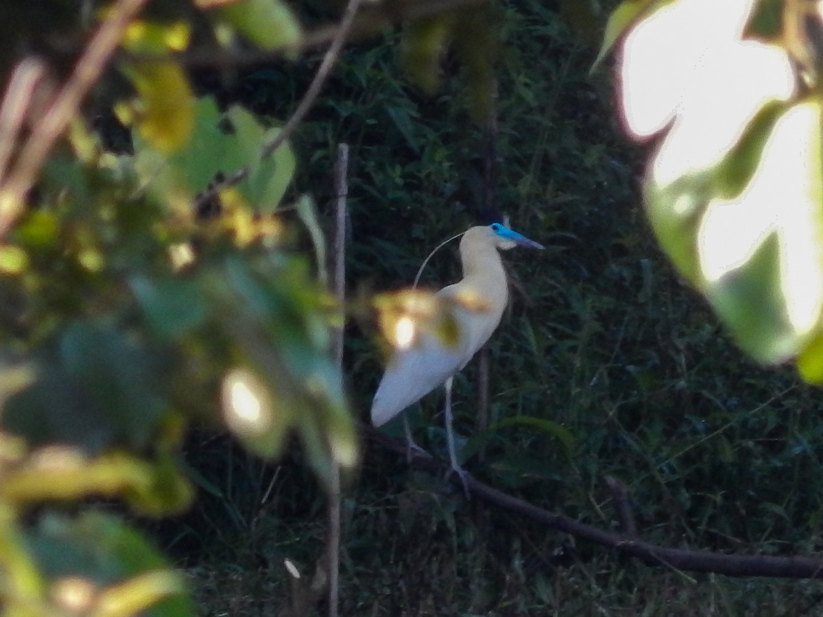 Capped Heron - ML645987466