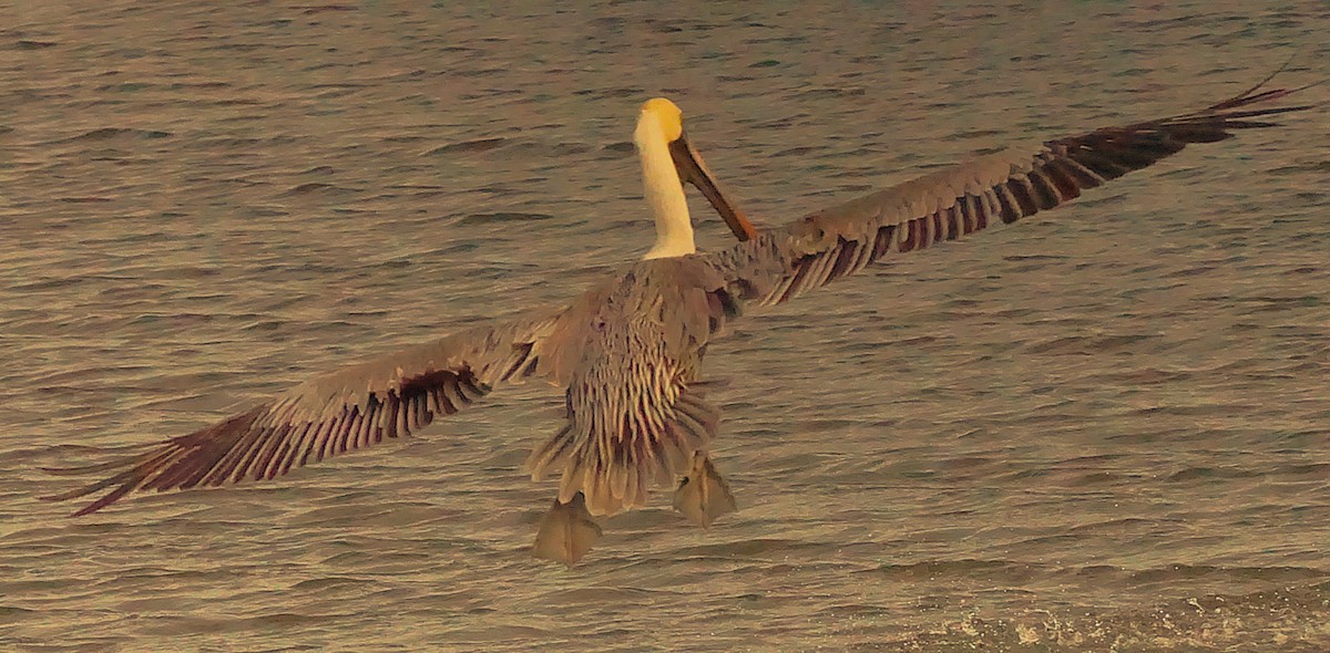 Brown Pelican - ML645987474