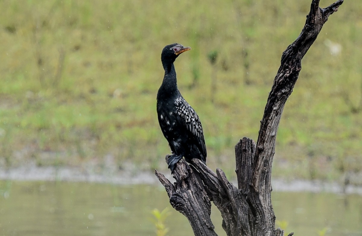 Riedscharbe - ML645987487