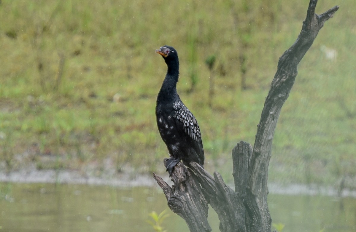 Riedscharbe - ML645987488