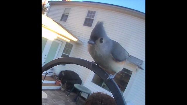 Tufted Titmouse - ML645987490
