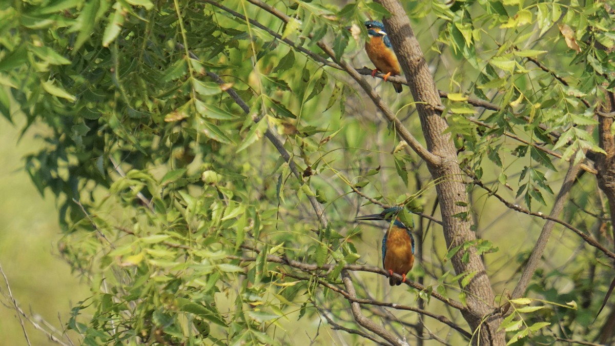 Martin pescatore - ML645987499