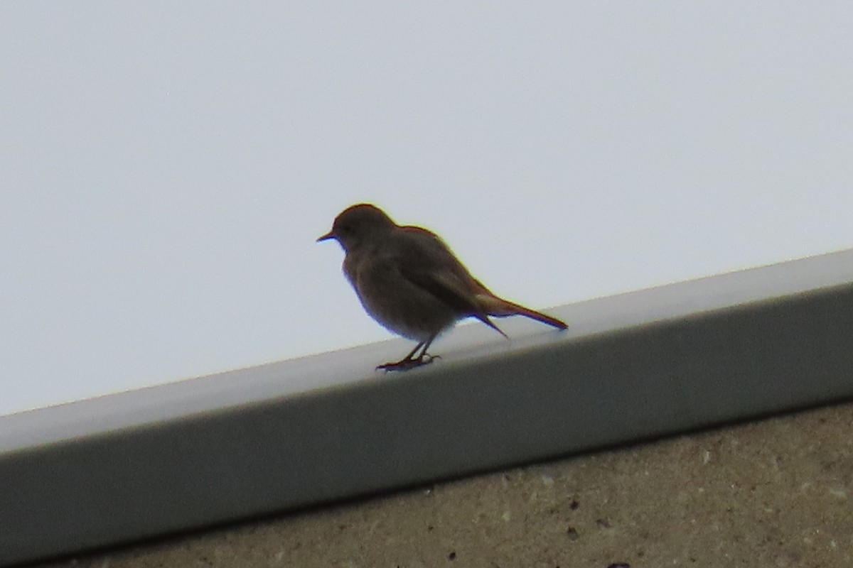 Black Redstart - ML645987504