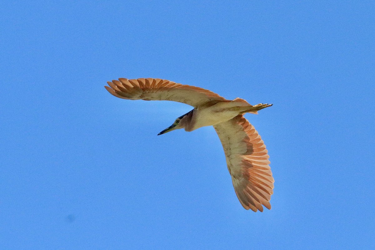 Nankeen Night Heron - ML645987507