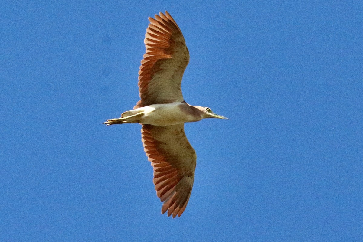 Nankeen Night Heron - ML645987508