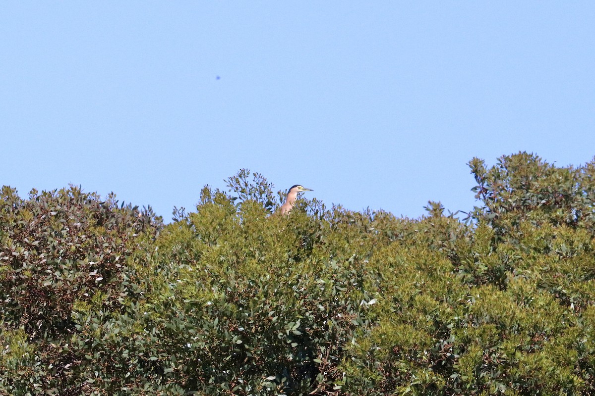 Nankeen Night Heron - ML645987509