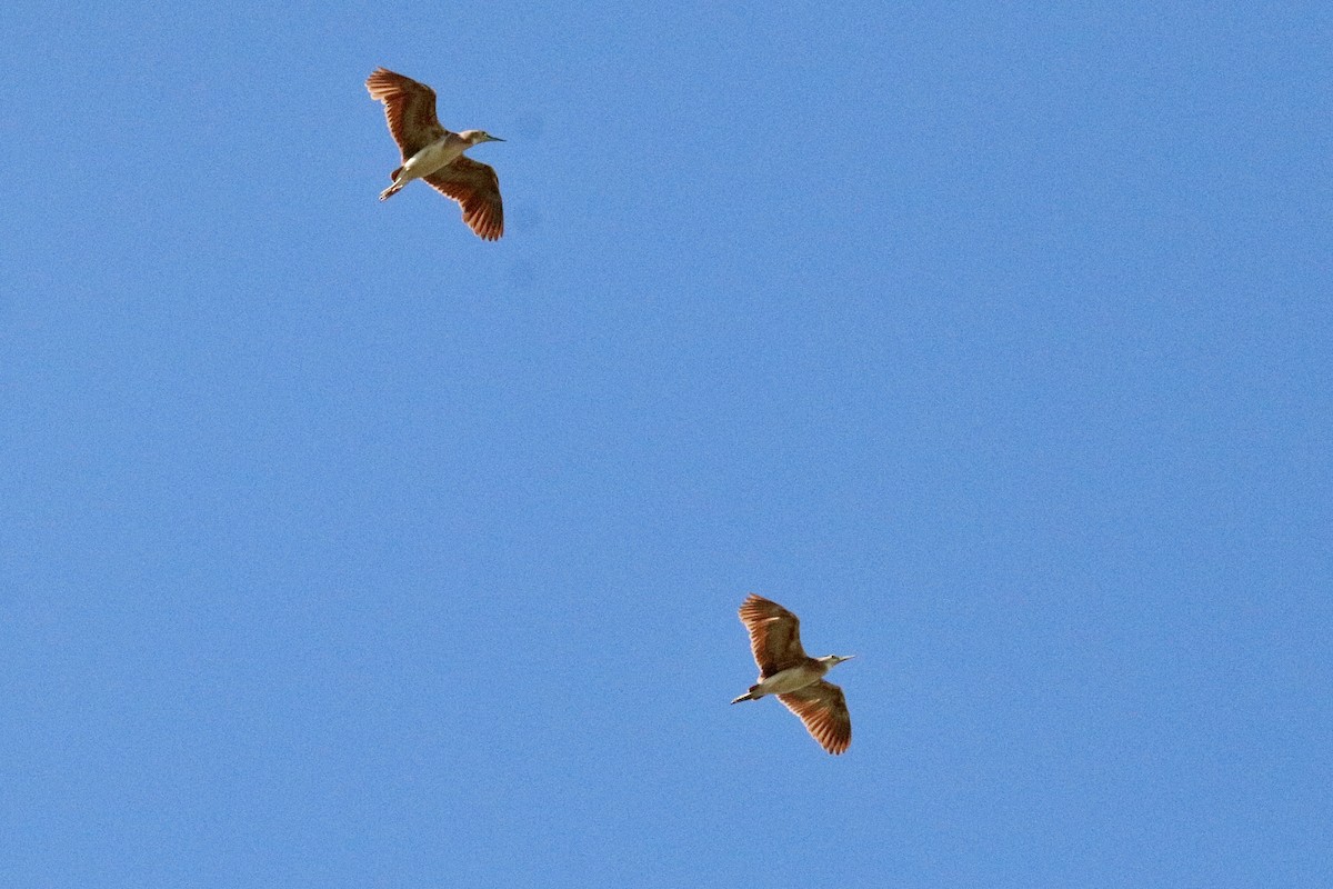 Nankeen Night Heron - ML645987510