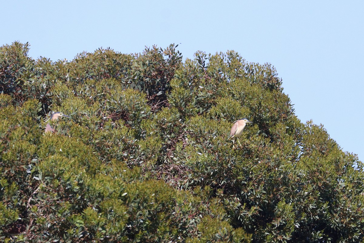 Nankeen Night Heron - ML645987511