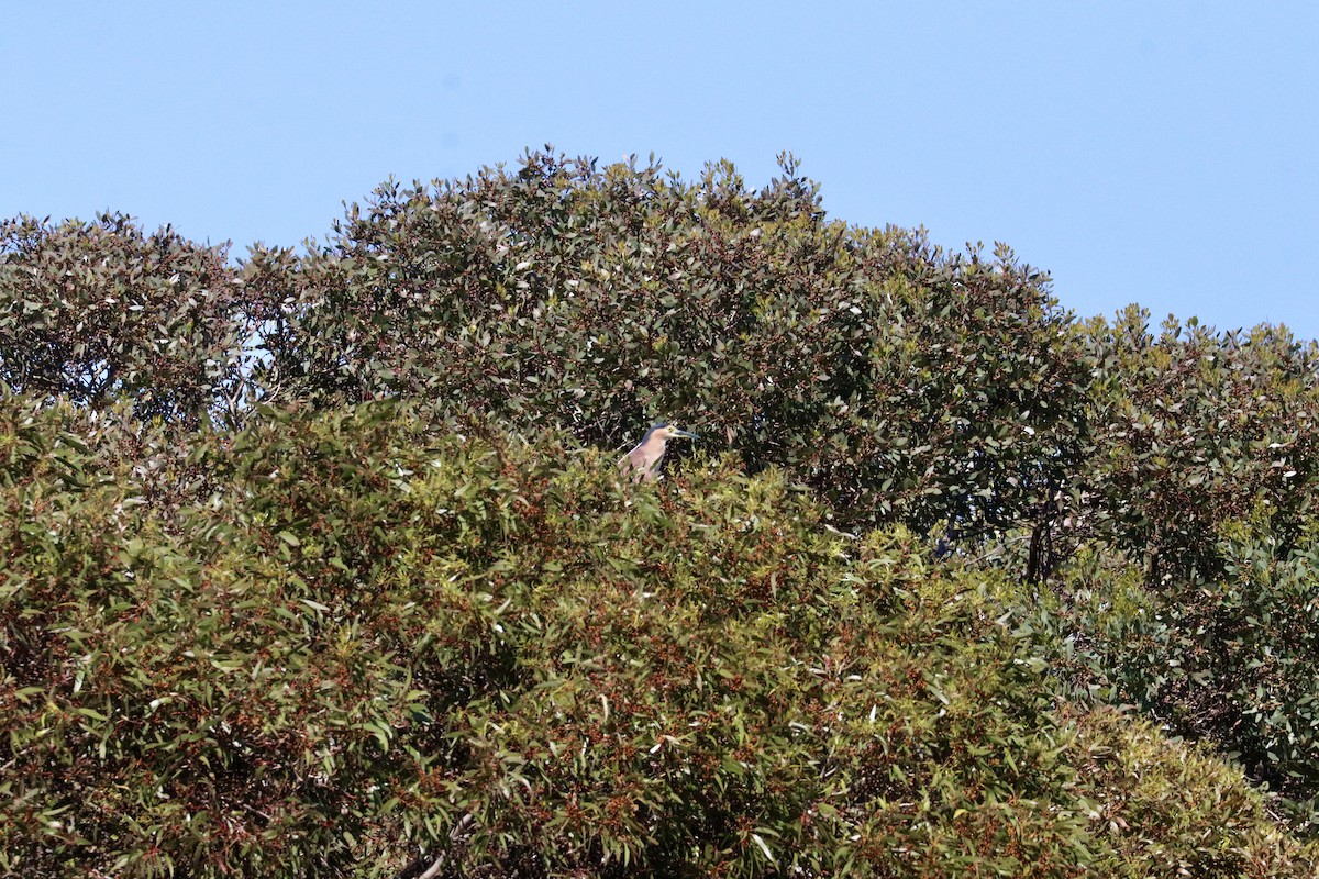 Nankeen Night Heron - ML645987512