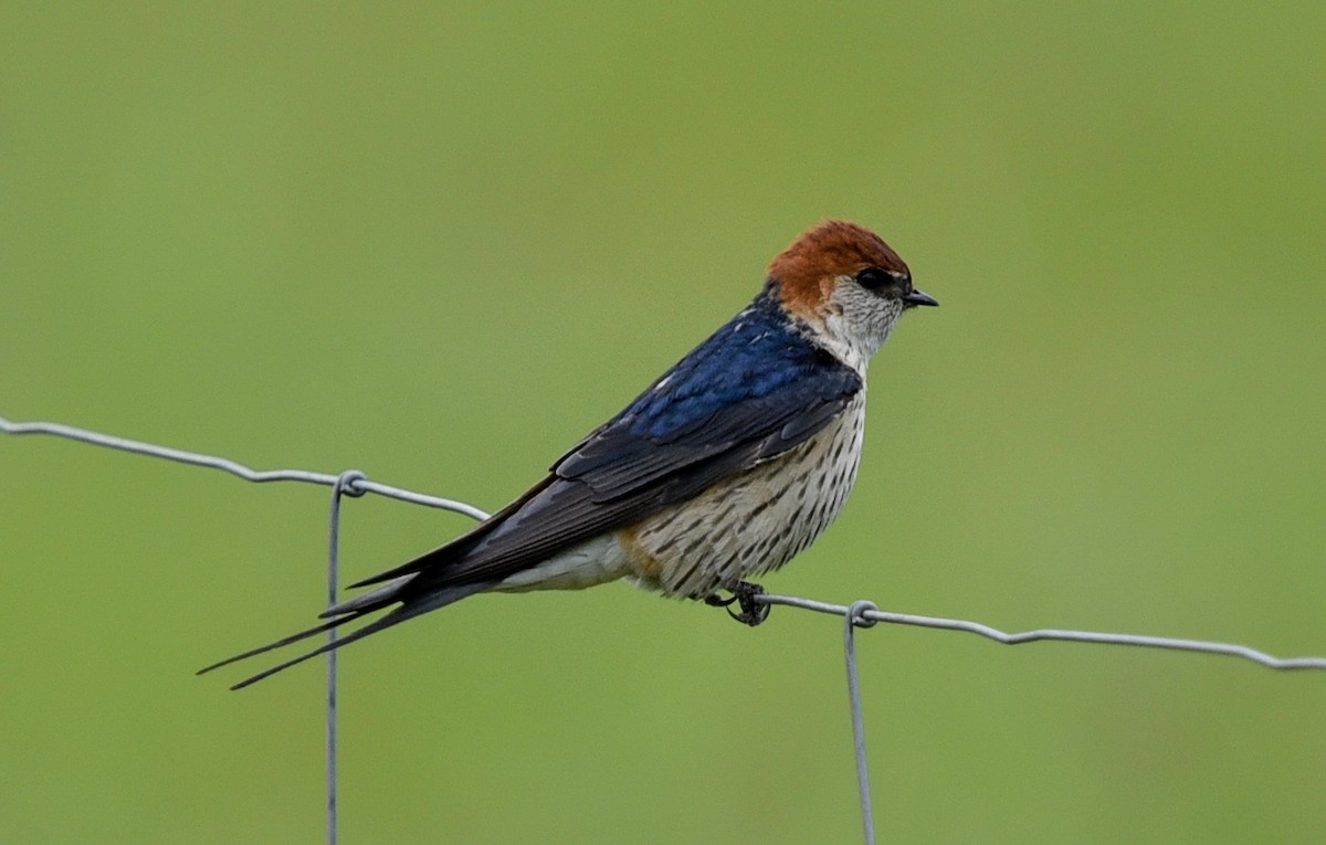 Greater Striped Swallow - ML645987518