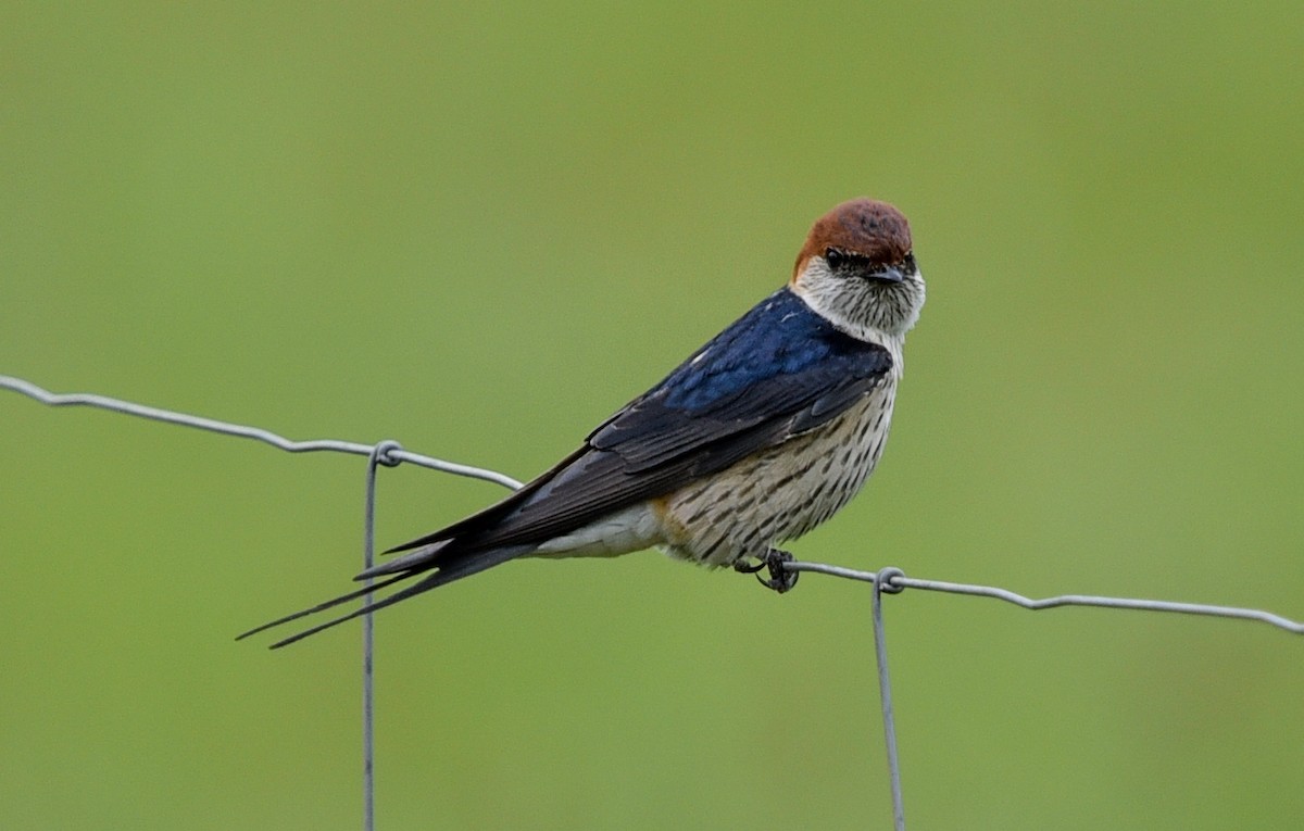 Greater Striped Swallow - ML645987519