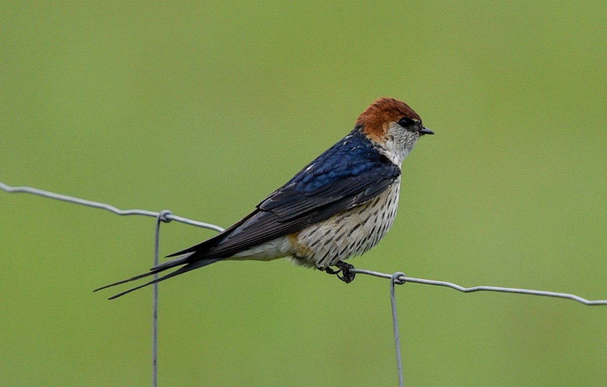 Greater Striped Swallow - ML645987520