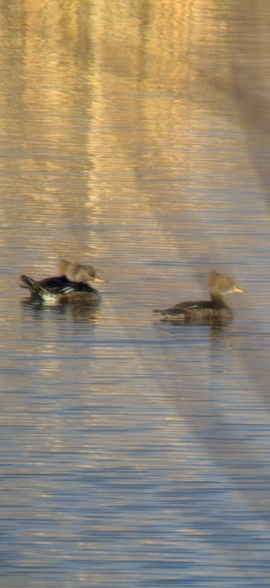 Smergo dal cappuccio - ML645987521