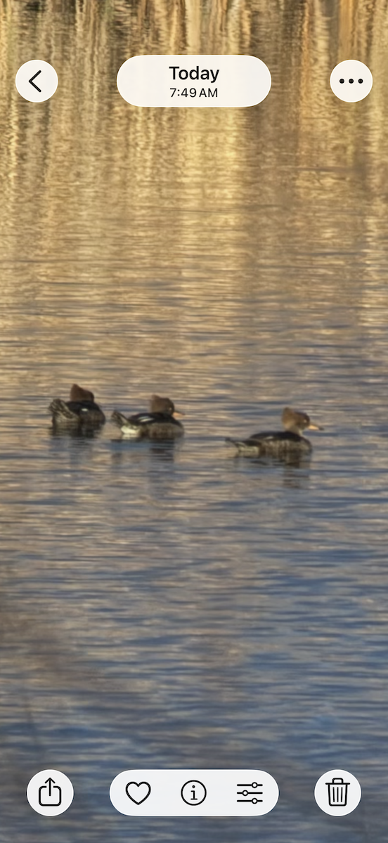 Smergo dal cappuccio - ML645987522