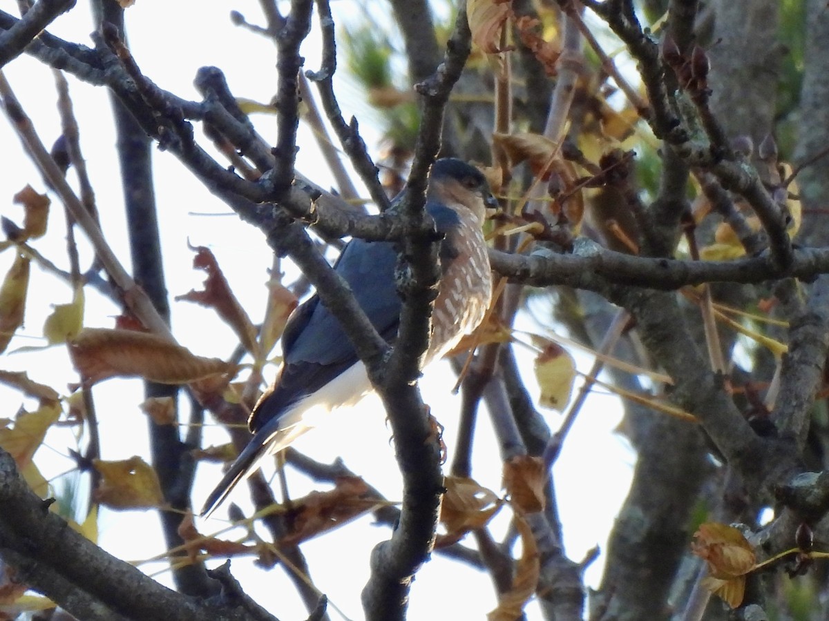 アシボソハイタカ - ML645987526