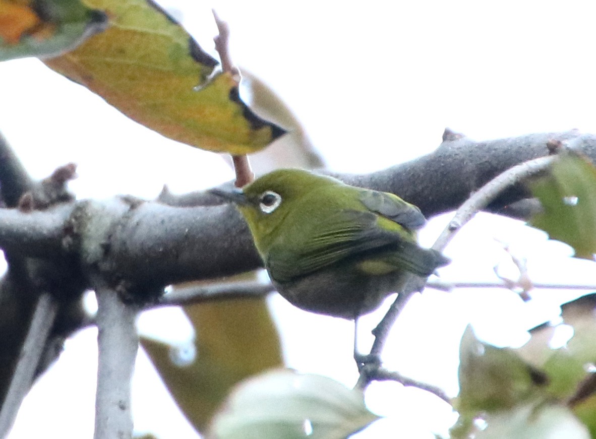 hagebrillefugl - ML645987527